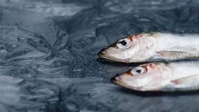 Deux poissons congelés