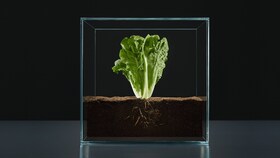 Une salade dans un cube de glace pour représenter le pilier Source de Sublimez les saveurs